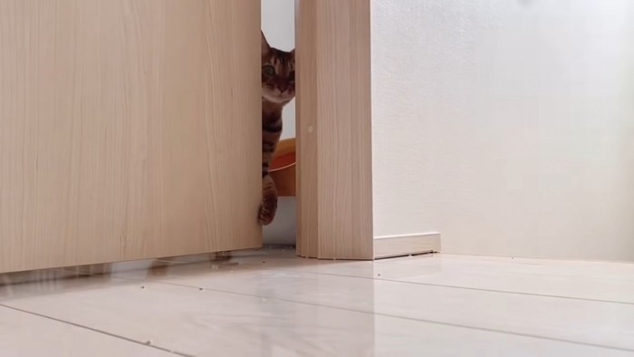 ドアの隙間からのぞく猫