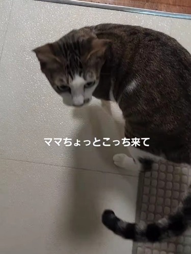 後ろを見る猫