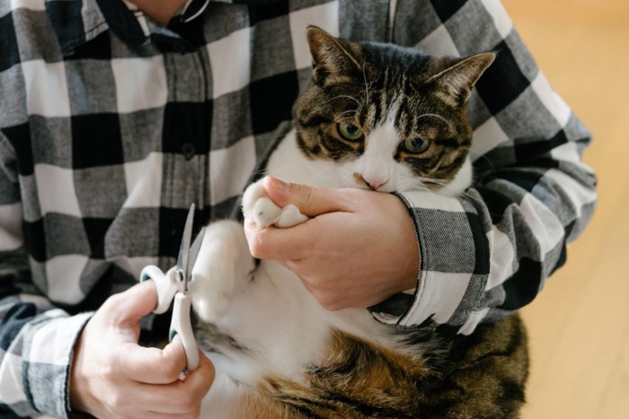 猫を抱えて爪を切る人