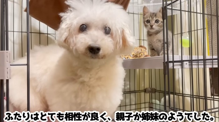 正面を見ている犬と子猫