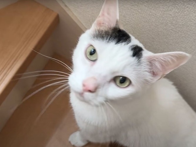 階段に居る猫
