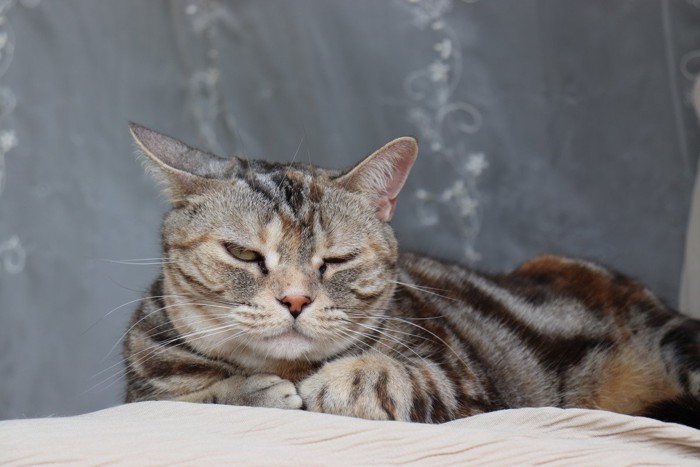 気になる音に集中する猫