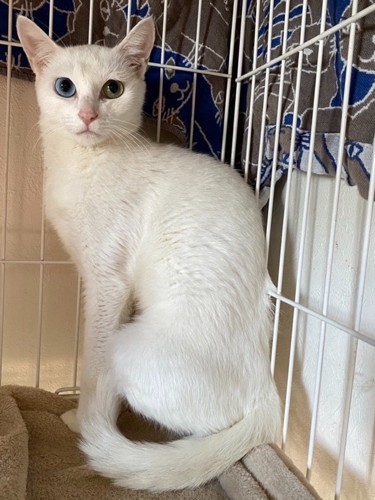 保護当時のガリガリの白猫