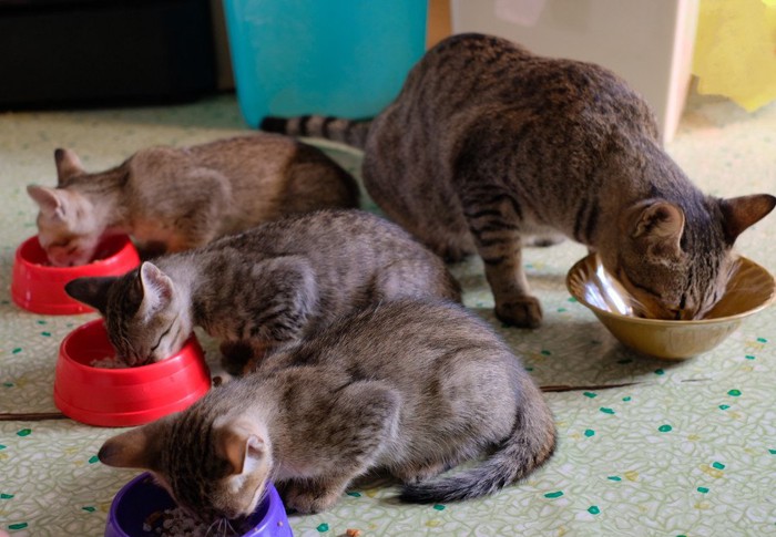 食べる猫たち