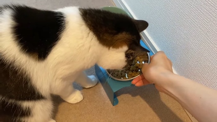 ごはんを食べる猫