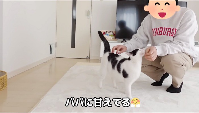 男性に体をすり寄せるぶち猫