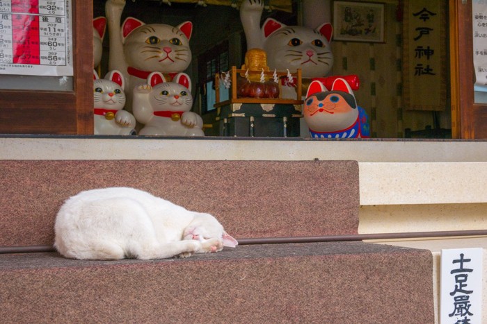 今戸神社のなみちゃん