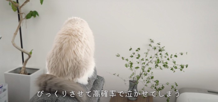 猫の後ろ姿