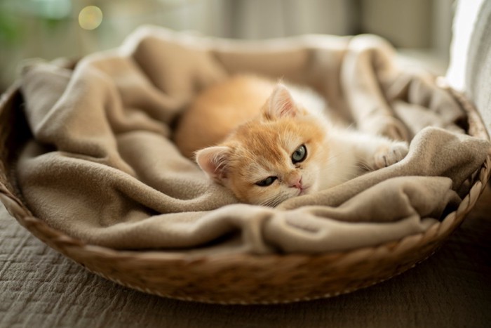 猫ベッド