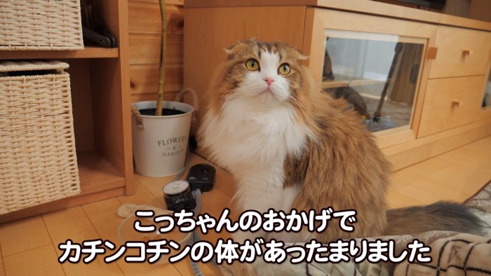 座る猫