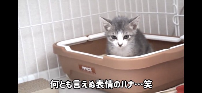 トイレ中のハナちゃん