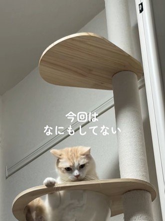 心配そうに見下ろす猫