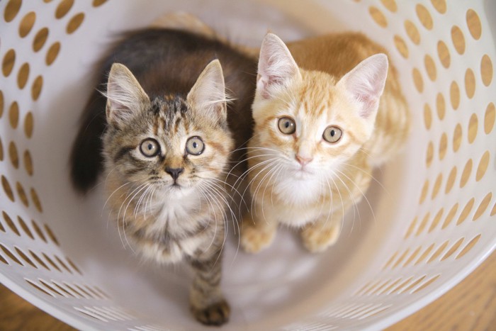ランドリーバスケットの中の二匹の子猫