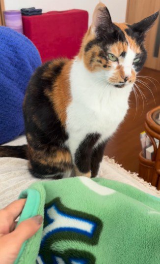 毛布の前で待機する三毛猫