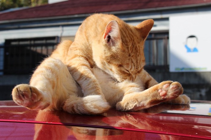 足を大きく開く猫