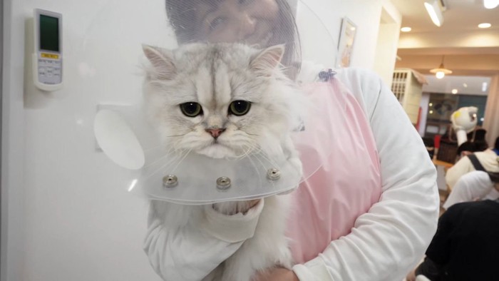 グルーミングサロンの猫3