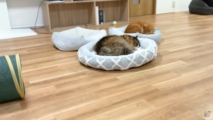 寝ている2匹の猫