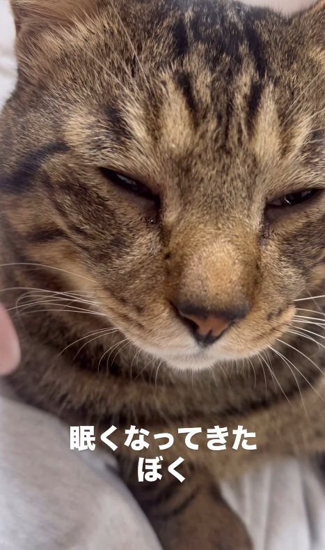 眠そうなキジトラ猫の顔のドアップ