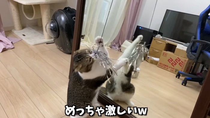 後ろ足で立って猫じゃらしで遊ぶ猫