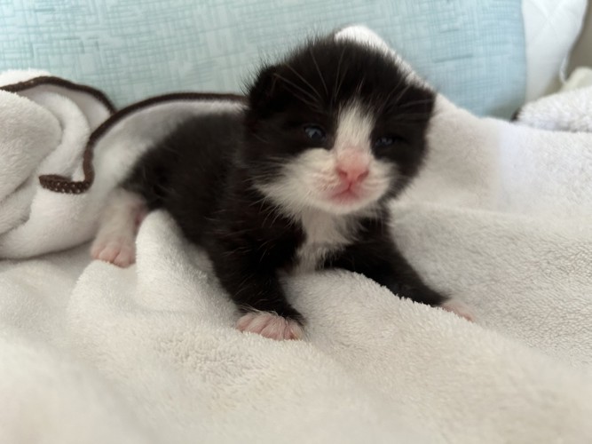前を見る子猫