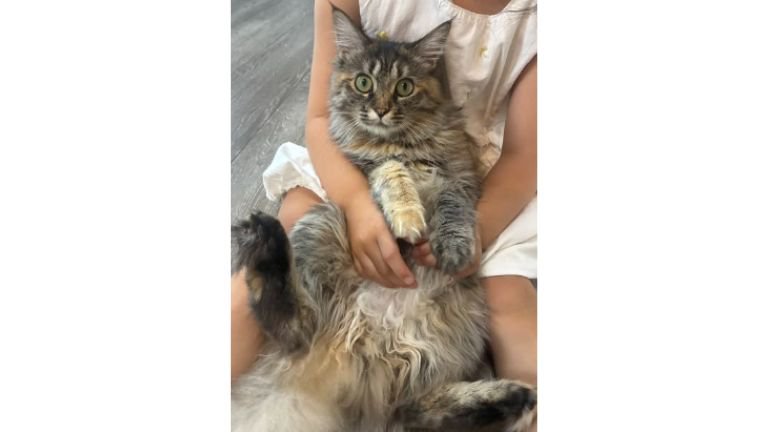 抱かれている猫