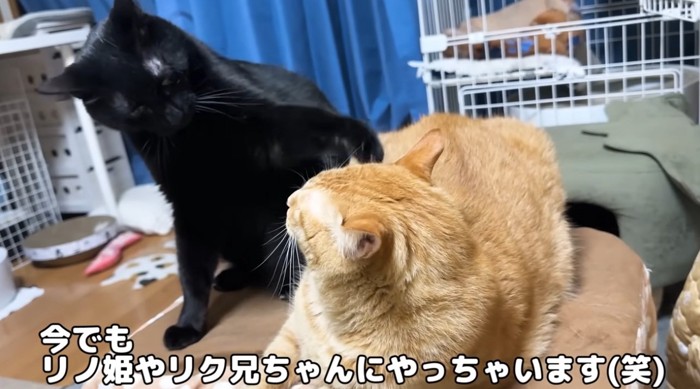 先住猫と遊びたがる黒猫