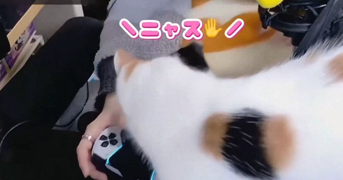 ゲームをしている飼い主のそばに歩いてくる三毛猫