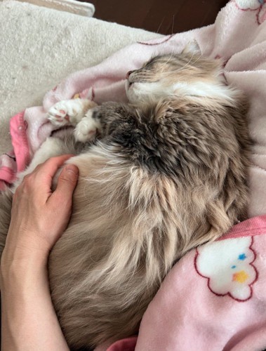 毛布の上で眠る茶色の猫