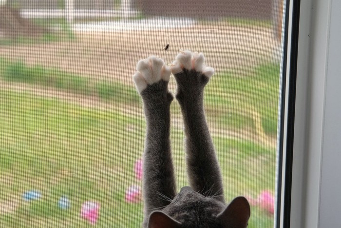 網戸の虫にじゃれる猫