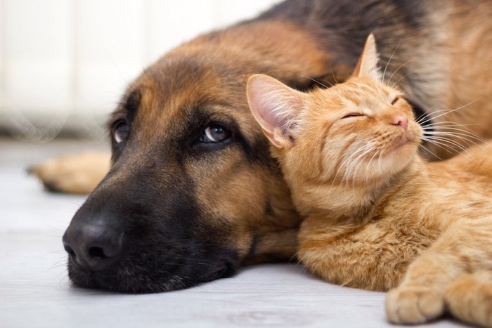 寄り添って眠る犬と猫