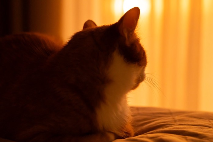 夕方の猫