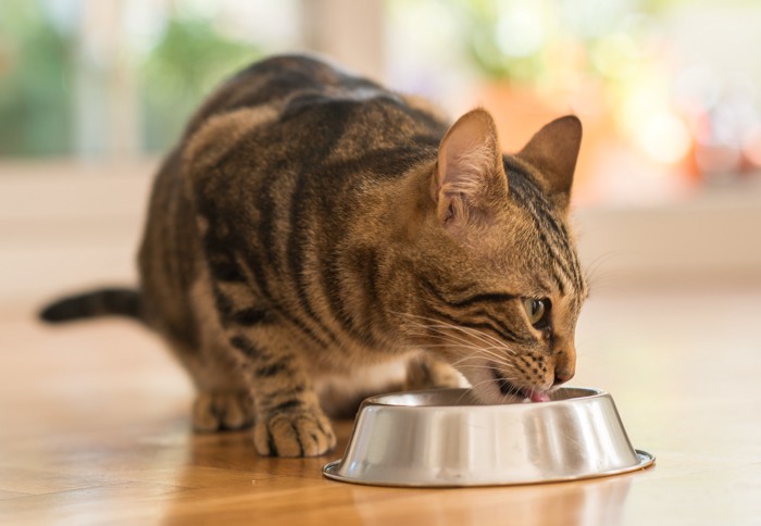 食器からフードを食べている猫