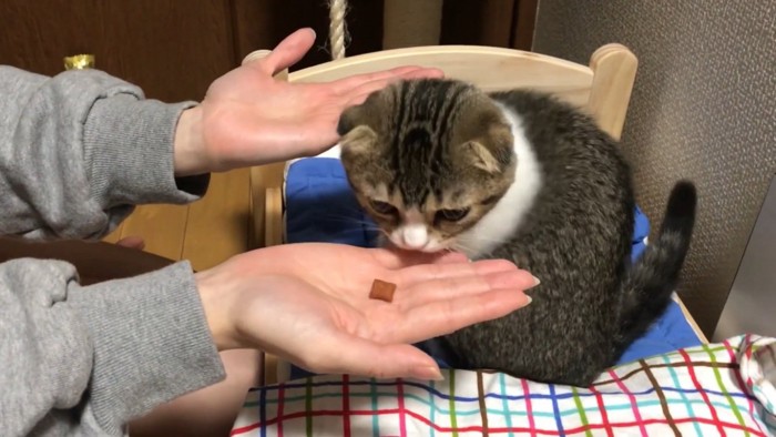 猫用ベッドでママさんとごはん当てゲームをする子猫