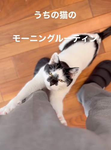 視線を向ける猫