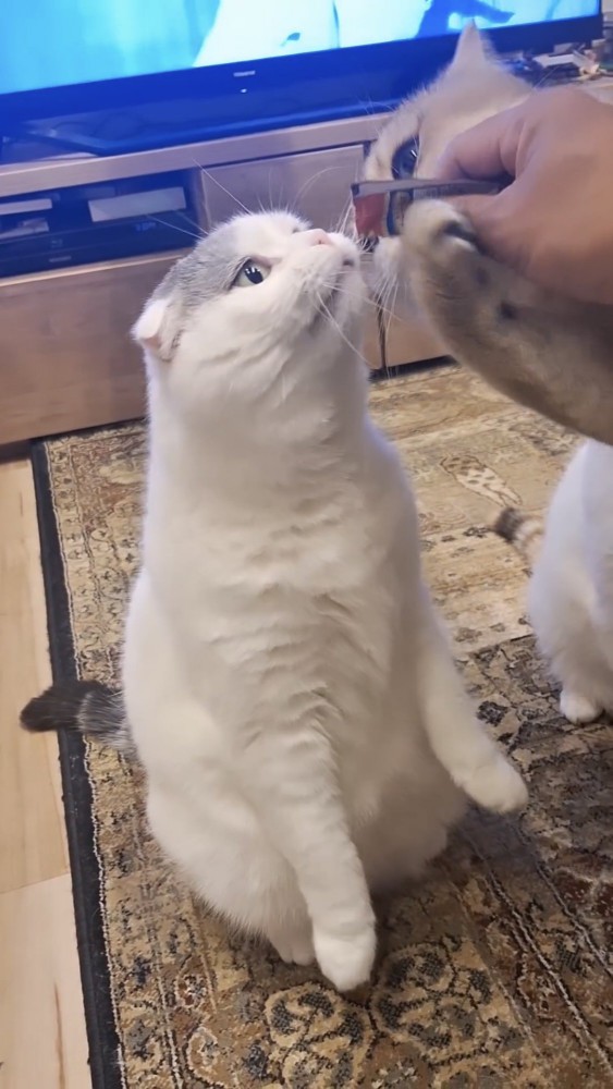 おやつを食べる猫