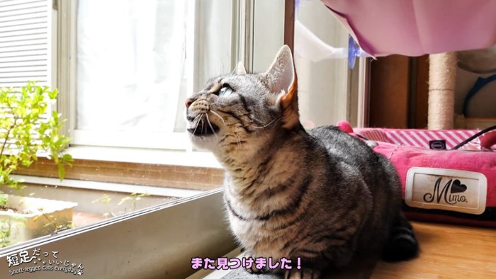 口を開ける猫