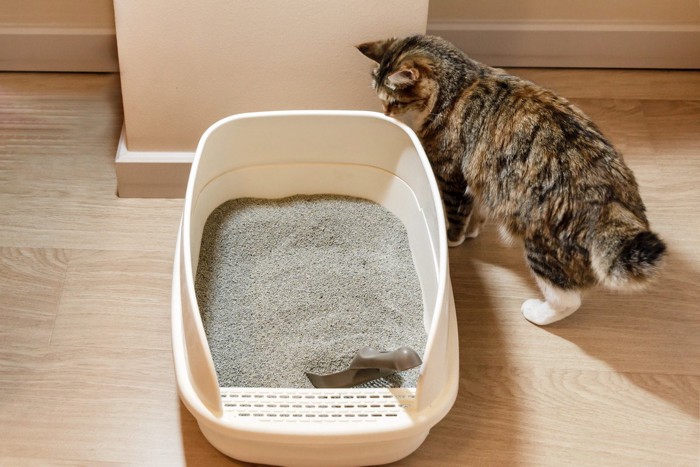トイレの臭いを嗅ぐ猫