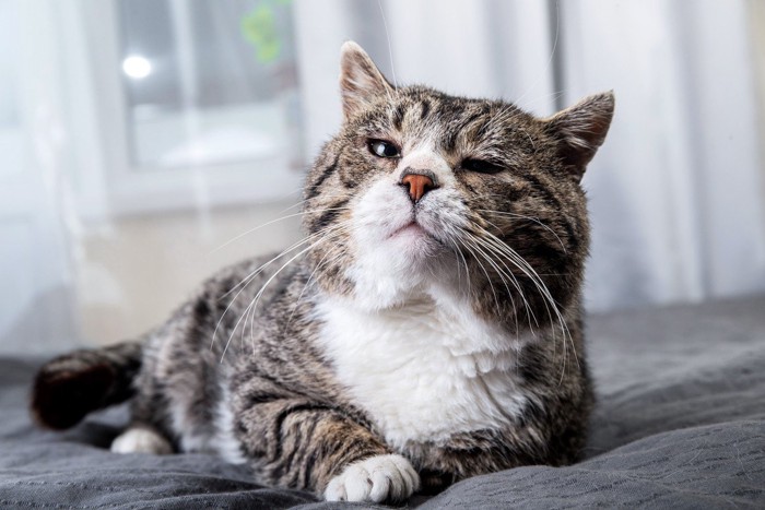 ベッドでくつろぐ高齢の猫