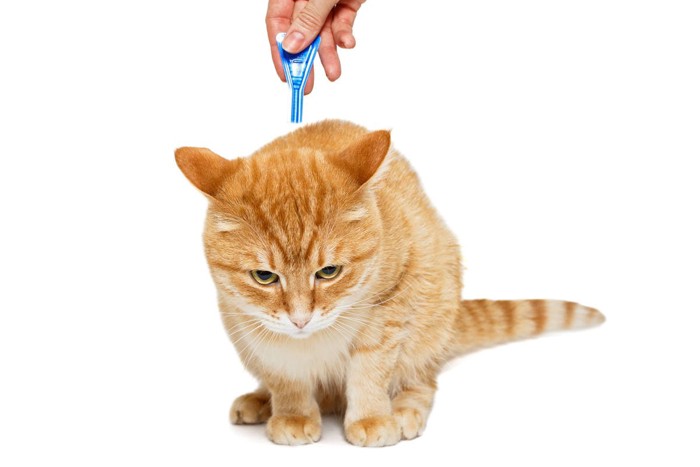 駆虫剤を滴下される茶トラ猫