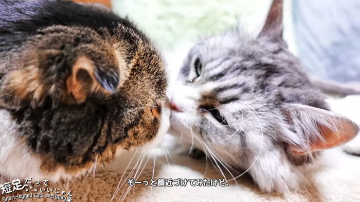 鼻を近づける2匹の猫