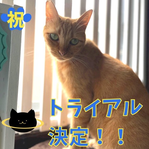 お座りをしているカメラ目線の茶トラ