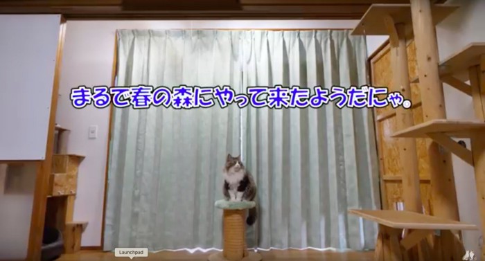 気に入った猫