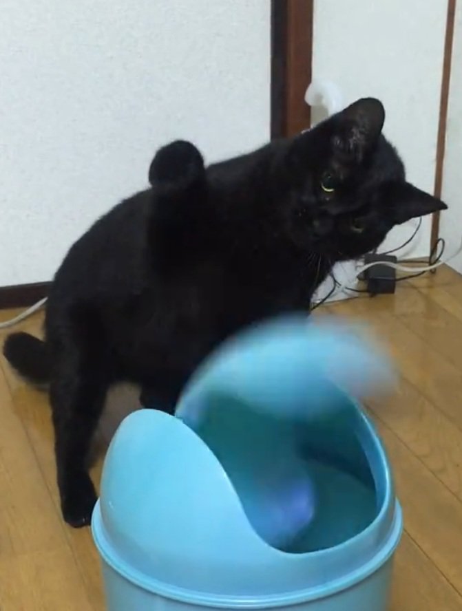 ゴミ箱を凝視する猫