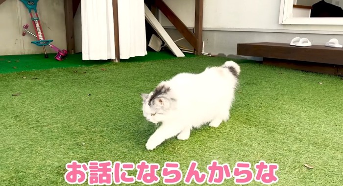 歩いている猫