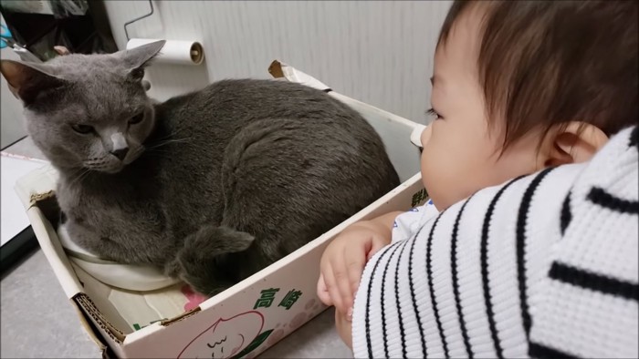 向かい合う猫と赤ちゃん