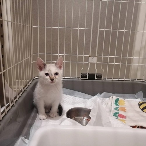 ケージの中の子猫