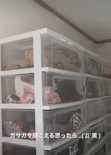 ケースの中に入る猫