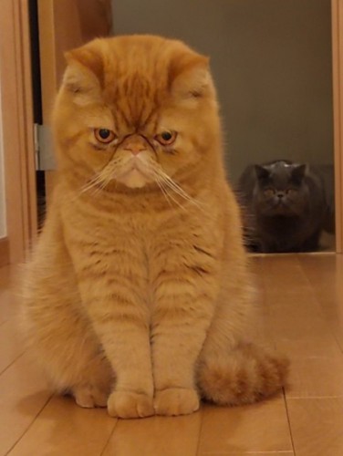 睨みつける兄猫（茶）と後ろに隠れる弟猫（グレー）