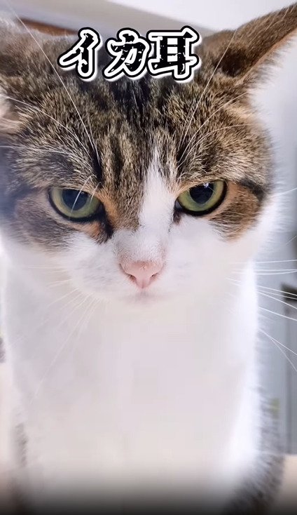 怒る猫
