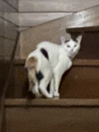 しっぽを下げて今にも逃げだしそうな猫